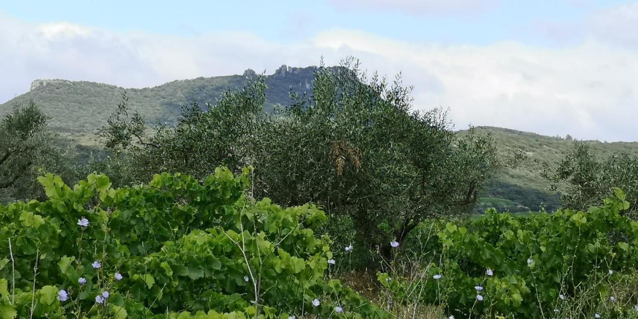 Bed and Breakfast Le Mimosa Saint-Saturnin-de-Lucian Esterno foto