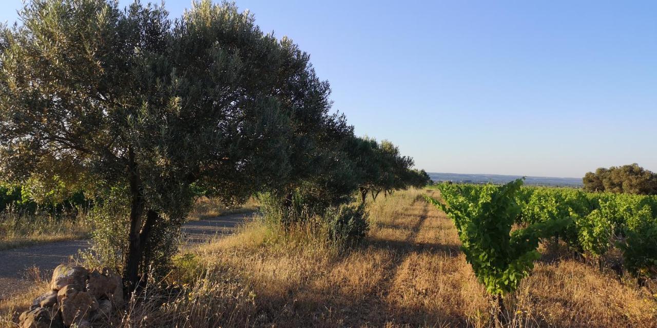 Bed and Breakfast Le Mimosa Saint-Saturnin-de-Lucian Esterno foto