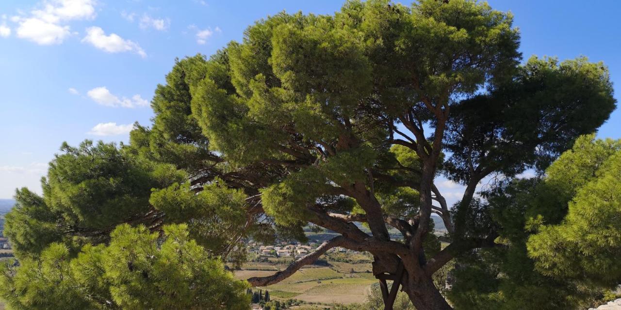 Bed and Breakfast Le Mimosa Saint-Saturnin-de-Lucian Esterno foto