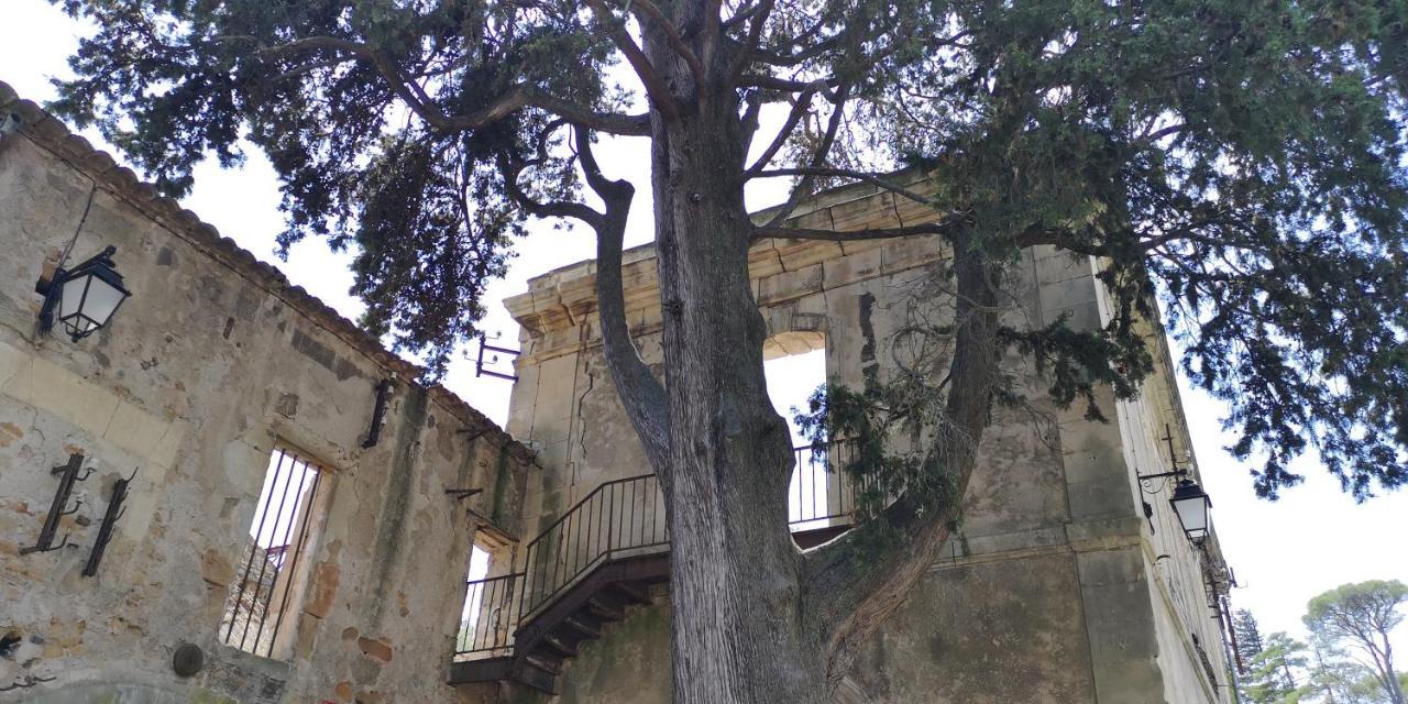 Bed and Breakfast Le Mimosa Saint-Saturnin-de-Lucian Esterno foto